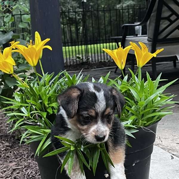Bugs, Blue Heeler Mix Puppy