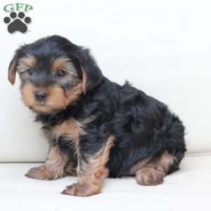Chase, Yorkie Puppy