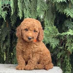 Scotty, Mini Labradoodle Puppy