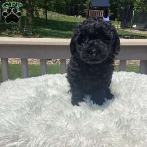 Jude, Havapoo Puppy