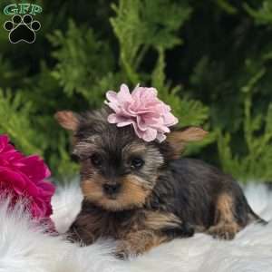 Beauty, Yorkie Puppy