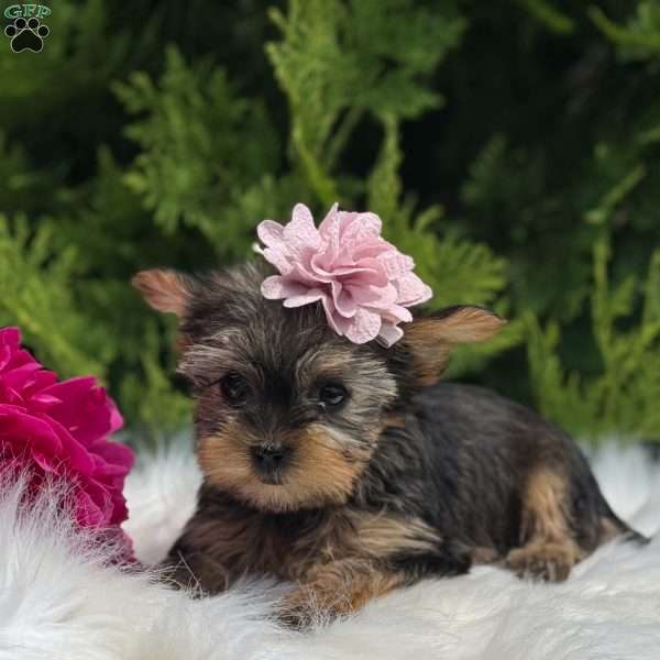 Beauty, Yorkie Puppy