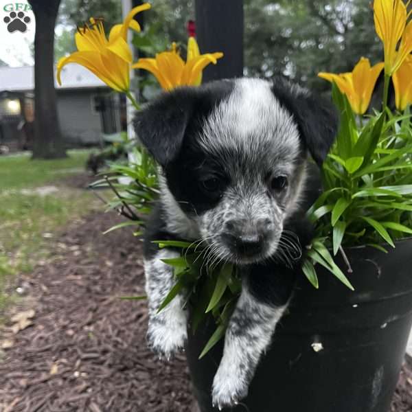 Tex, Blue Heeler Mix Puppy