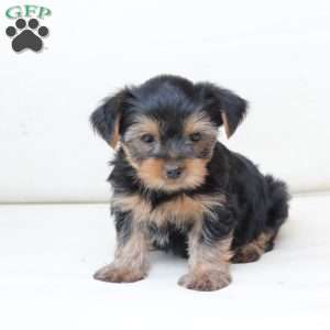 Scout, Yorkie Puppy