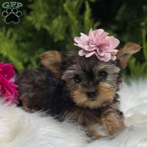 Beauty, Yorkie Puppy