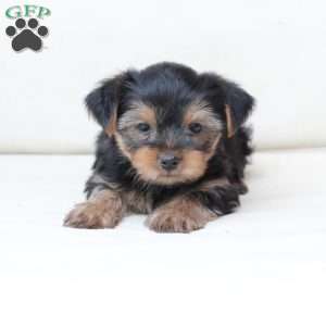Scout, Yorkie Puppy