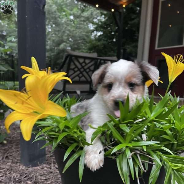 Jennings, Blue Heeler Mix Puppy