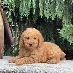 Stormy, Mini Labradoodle Puppy