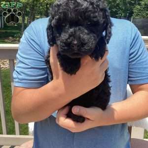 Jude, Havapoo Puppy