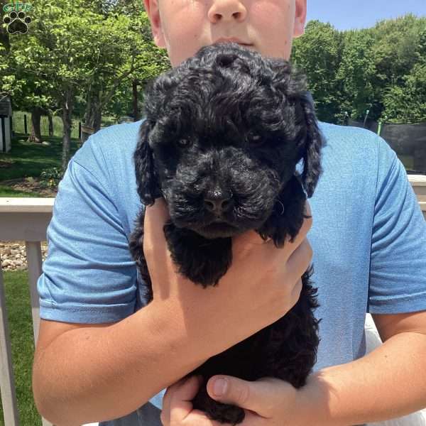 Jude, Havapoo Puppy