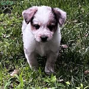 Jennings, Blue Heeler Mix Puppy