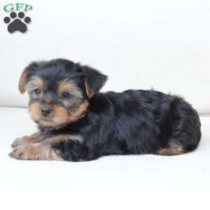 Scout, Yorkie Puppy
