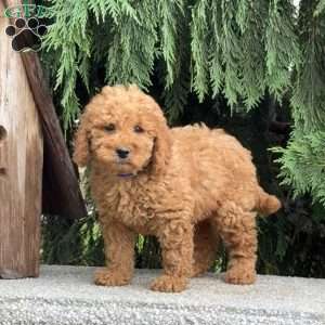 Stormy, Mini Labradoodle Puppy
