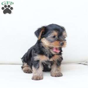 Scout, Yorkie Puppy