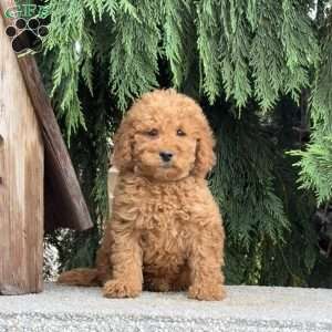 Stormy, Mini Labradoodle Puppy