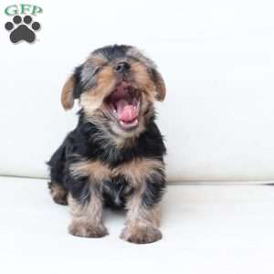 Scout, Yorkie Puppy