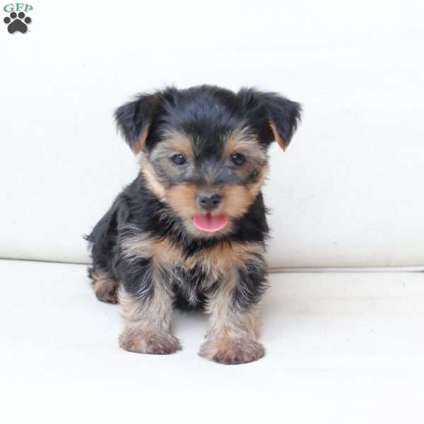 Scout, Yorkie Puppy