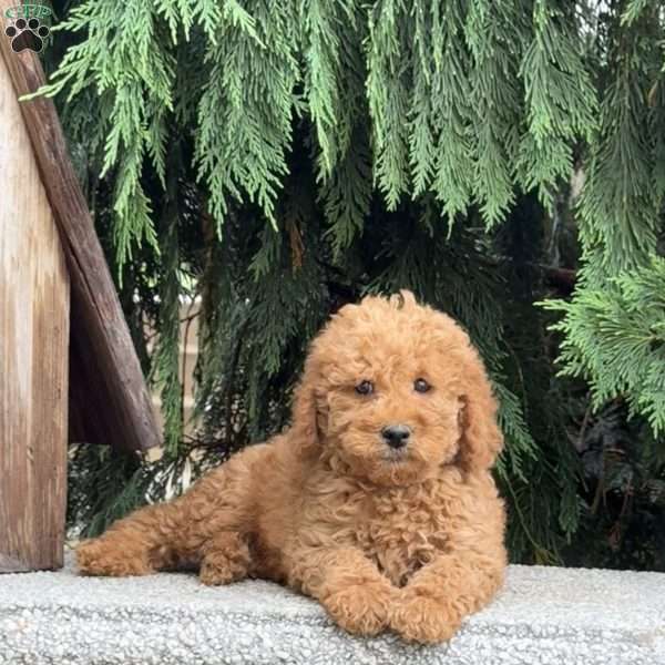 Stormy, Mini Labradoodle Puppy
