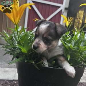 Bunny, Blue Heeler Mix Puppy