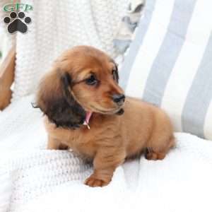 Nova, Dachshund Puppy