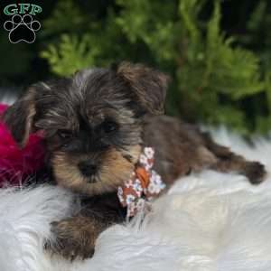 Baxter, Yorkie Puppy