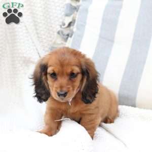 Nova, Dachshund Puppy