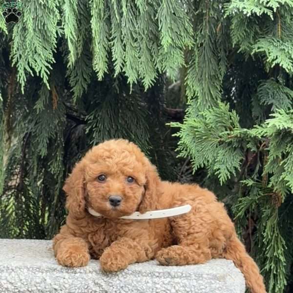 Sugar, Mini Labradoodle Puppy