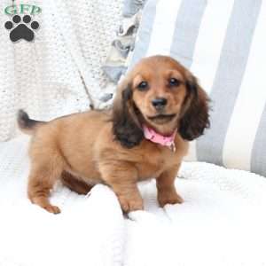 Nova, Dachshund Puppy