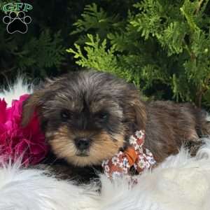 Baxter, Yorkie Puppy
