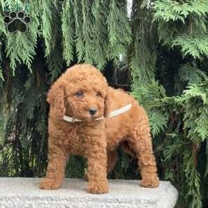 Sugar, Mini Labradoodle Puppy