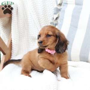 Nova, Dachshund Puppy