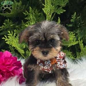 Baxter, Yorkie Puppy