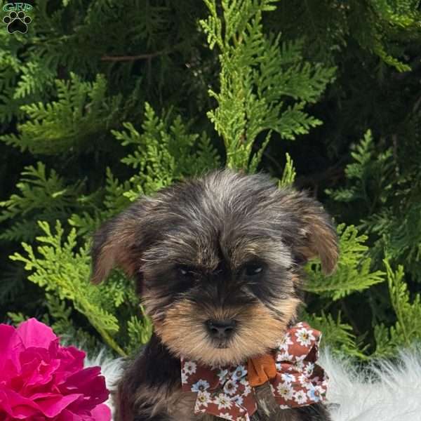 Baxter, Yorkie Puppy