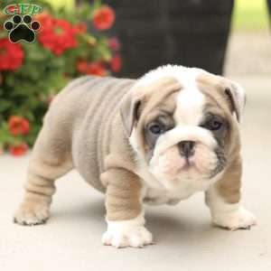 Platinum, English Bulldog Puppy