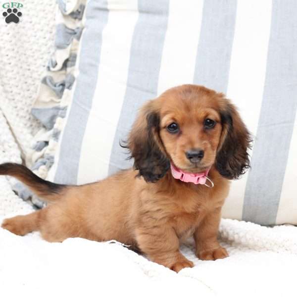 Nova, Dachshund Puppy