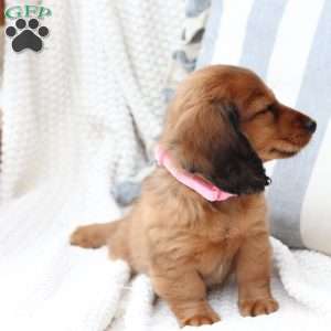 Nova, Dachshund Puppy