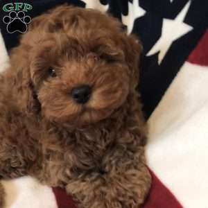 Penny, Cavapoo Puppy
