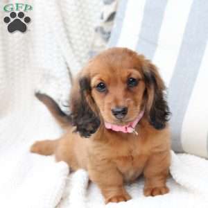 Nova, Dachshund Puppy
