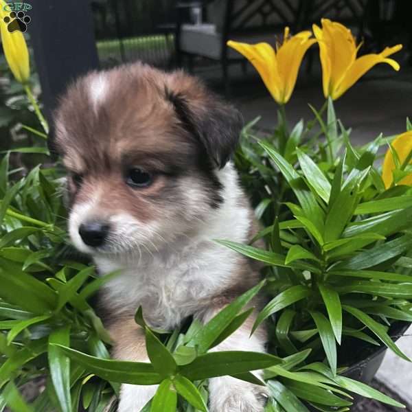 Foxy, Blue Heeler Mix Puppy