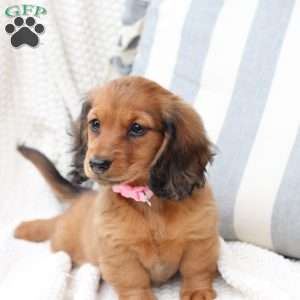 Nova, Dachshund Puppy