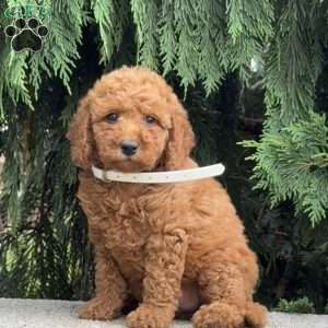Sugar, Mini Labradoodle Puppy