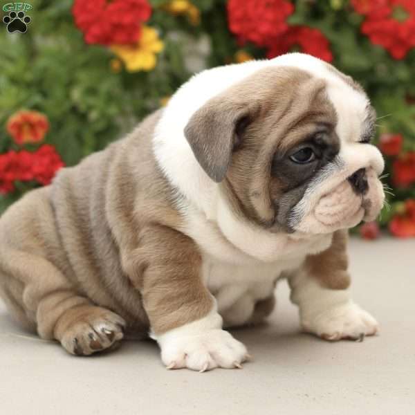 Platinum, English Bulldog Puppy