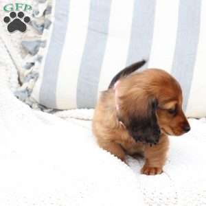 Nova, Dachshund Puppy