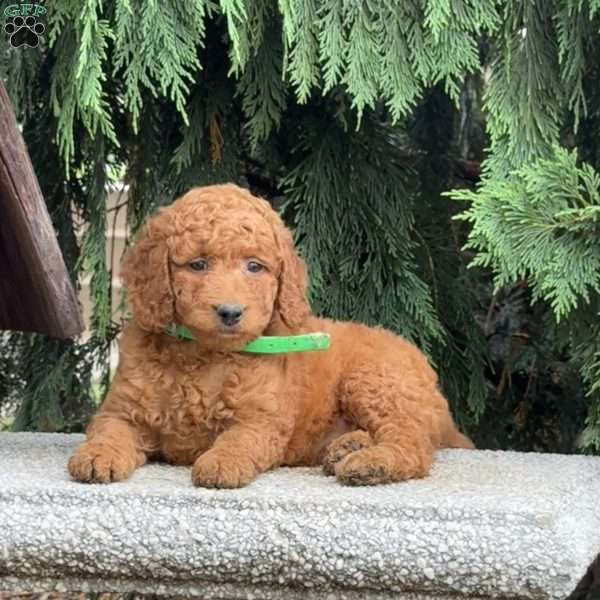 Stella, Mini Labradoodle Puppy