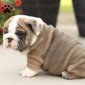 Platinum, English Bulldog Puppy