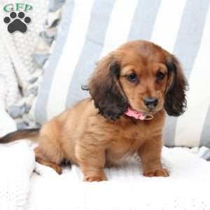 Nova, Dachshund Puppy