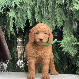 Stella, Mini Labradoodle Puppy