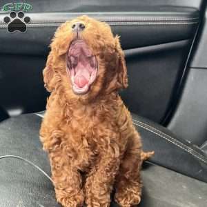 London Toy/Teacup, Toy Poodle Puppy