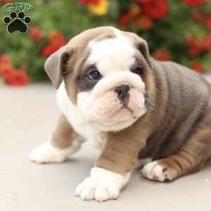 Preston, English Bulldog Puppy
