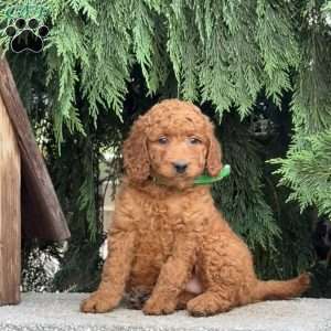 Stella, Mini Labradoodle Puppy